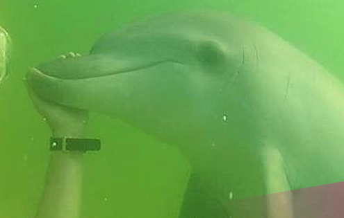 Friendly wild dolphin at Sydney beach